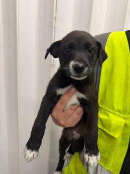 Harriet -  Husky and Labrador Retriever Dog for Adoption in Yellowknife, Northwest Territories - Harriet | PetCurious
