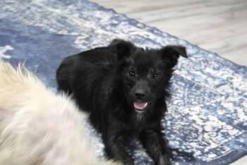 Mixed Breed Dogs Available for Adoption - Heartley  | PetCurious