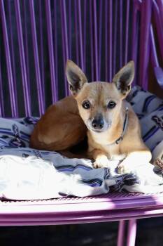 Saffron -  Chihuahua Dog for Adoption in Tucson, Arizona - Saffron | PetCurious