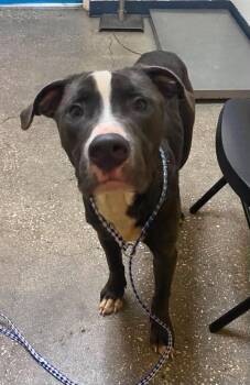 Scotland -  Mixed Breed Dog for Adoption in Ocala, Florida - Scotland | PetCurious