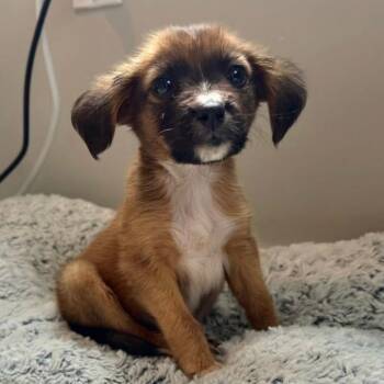 Border Terrier Dogs Available for Adoption in Carolina, Carolina - Sunny☀️ - Pure Sunshine | PetCurious