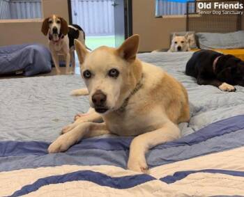 Spirit -  Husky Dog for Adoption in Mt. Juliet, Tennessee - Spirit | PetCurious