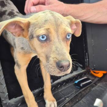 Catahoula Leopard Dog Dogs Available for Adoption in Montgomery, Alabama - Bluey | PetCurious