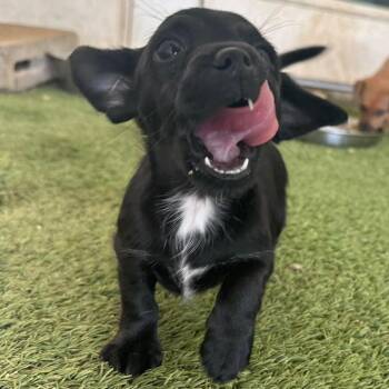 Ash 3370 -  Mixed Breed Dog for Adoption in Loxahatchee Groves, Florida - Ash 3370 | PetCurious