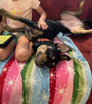 Soreya -  Pit Bull Terrier and American Staffordshire Terrier Dog for Adoption in Evansville, Indiana - Soreya | PetCurious