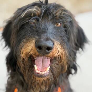 Trudy -  Terrier Dog for Adoption in Durango, Colorado - Trudy | PetCurious