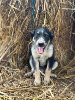 Cyrus -  Australian Shepherd and Chihuahua Dog for Adoption in Marion, Texas - Cyrus | PetCurious