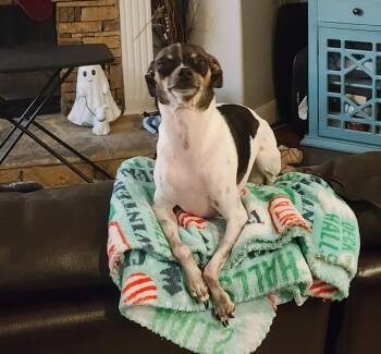 Chihuahua Dogs Available for Adoption in Houston, Texas - Spicy Rose | PetCurious