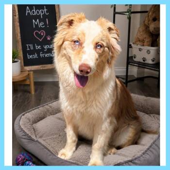 Dory -  Australian Shepherd Dog for Adoption in Phoenix, Arizona - Dory | PetCurious