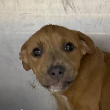 Mixed Breed Dogs Available for Adoption in Jacksonville, Arkansas - Neko | PetCurious