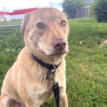 Lydia -  Mixed Breed Dog Available for Adoption in Lenexa, Kansas - Lydia | PetCurious