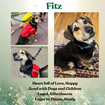 German Shepherd Dog and Hound Dogs Available for Adoption in Baltimore, Maryland - Fitz | PetCurious