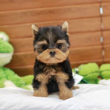 Yorkshire Terrier Dogs for Sale in Los Angeles, California - BENJI | PetCurious