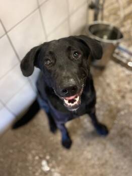 Rescue Labrador Retriever Dogs for Adoption in Rock Springs, Wyoming - Tater | PetCurious