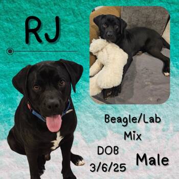 Beagle and Labrador Retriever Dogs Available for Adoption -  RJ | PetCurious