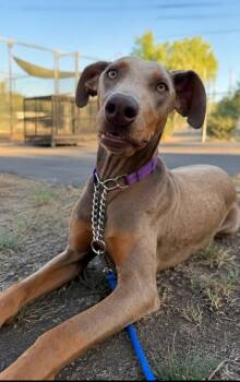 Summer Bug -  Doberman Pinscher Dog for Adoption in Pleasant Hill, California - Summer Bug | PetCurious