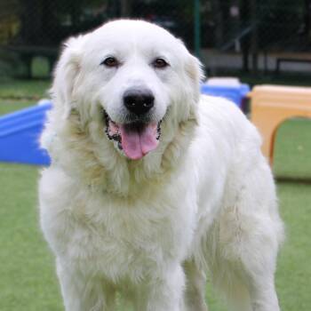 Great Pyrenees Dogs Available for Adoption in Roswell, Georgia - Lucy P | PetCurious