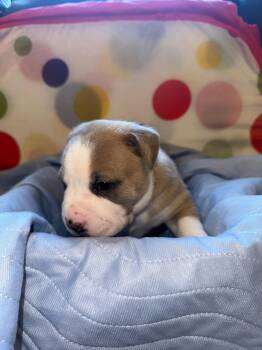 American Bulldog Dogs Available for Adoption in Herndon, Virginia - Pluto | PetCurious