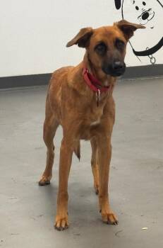 Lucy -  Anatolian Shepherd Dog for Adoption in Los Angeles, California - Lucy | PetCurious
