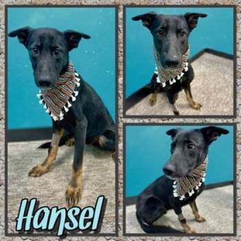 Hanzel -  German Shepherd Dog and Mixed Breed Dog for Adoption in Seagoville, Texas - Hanzel | PetCurious