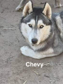 Rescue Siberian Husky Dogs for Adoption in Washington Court House, Ohio - Chevy | PetCurious