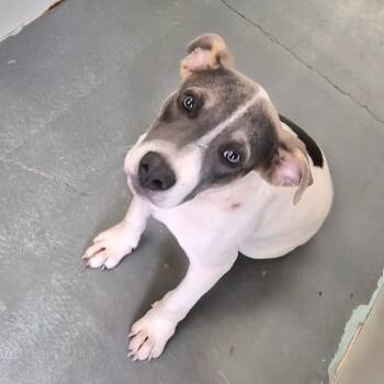 Rescue Terrier Dogs for Adoption in Montgomery, Alabama - Ice | PetCurious