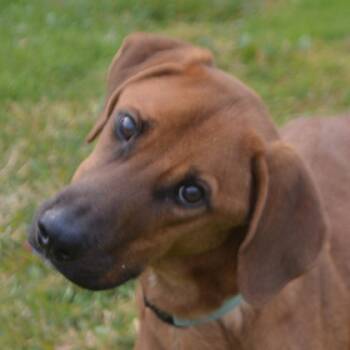 Rescue Vizsla and Mixed Breed Dogs for Adoption in Elk Grove Village, Illinois - Wayne | PetCurious