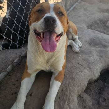 Willy -  Border Collie and Pit Bull Terrier Dog for Adoption in Idaho Falls, Idaho - Willy | PetCurious