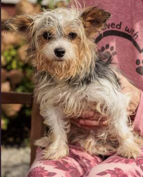 Rescue Yorkshire Terrier Dogs for Adoption in Chester Springs, Pennsylvania - Beedle | PetCurious