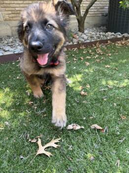 26-101 Alfie -  German Shepherd Dog Dog for Adoption in Richardson, Texas - 26-101 Alfie | PetCurious
