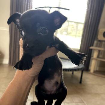 Chihuahua Dogs Available for Adoption in Austin, Texas - Ozzy | PetCurious