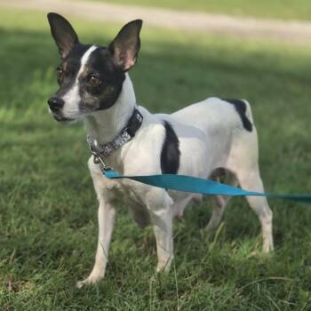 Emily -  Rat Terrier Dog for Adoption in Mansfield, Texas - Emily | PetCurious