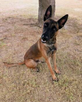 Thunder -  Belgian Shepherd Malinois Dog for Adoption in Cleburne, Texas - Thunder | PetCurious