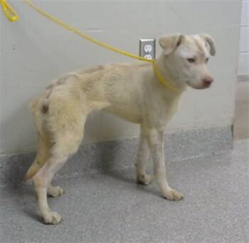 A187289 -  Labrador Retriever and Mixed Breed Dog for Adoption in Pasadena, Texas - A187289 | PetCurious