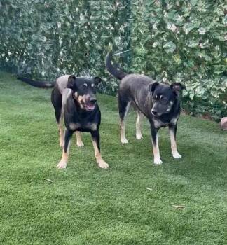 Rescue Doberman Pinscher and German Shepherd Dog Dogs for Adoption in Carlsbad, California - Thelma And Louise | PetCurious