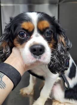 Pen 234 Loki -  Cavalier King Charles Spaniel Dog for Adoption in Lawrenceville, Georgia - Pen 234 Loki | PetCurious