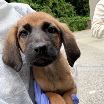 Mixed Breed Dogs Available for Adoption in Charleston, West Virginia - Sophia | PetCurious