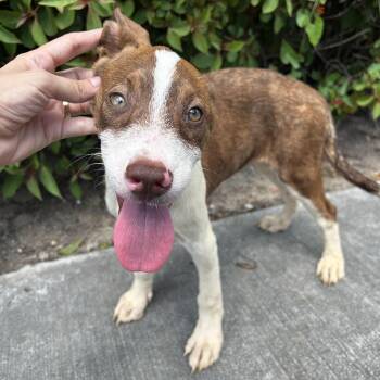 Rescue Jack Russell Terrier Dogs for Adoption in Harlingen, Texas - Honeybun | PetCurious