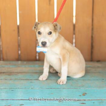 Labrador Retriever Dogs Available for Adoption - Papagayo | PetCurious