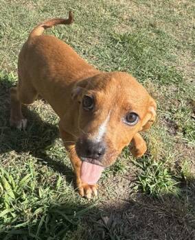 Hound and Mixed Breed Dogs Available for Adoption in Conway, South Carolina - Jokey Smurf | PetCurious