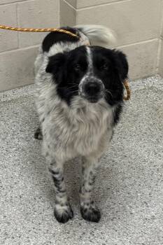 Australian Shepherd and Mixed Breed Dogs Available for Adoption - JUNIOR | PetCurious