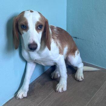 Asiago aka RVX4-7052 -  Beagle Dog for Adoption in Loxahatchee Groves, Florida - Asiago Aka RVX4-7052 | PetCurious