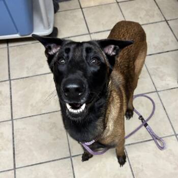 Belgian Shepherd Malinois Dogs Available for Adoption - Nova Scotia | PetCurious