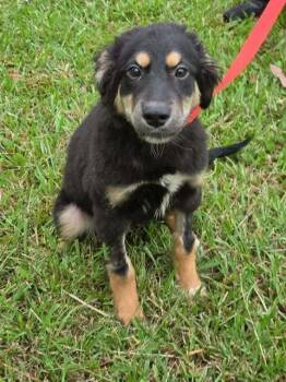 Trixie -  German Shepherd Dog Dog for Adoption in Brewster, New York - Trixie | PetCurious