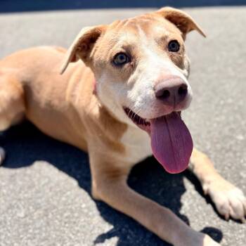 Squidward -  Pit Bull Terrier and Mixed Breed Dog for Adoption in Concord, North Carolina - Squidward | PetCurious