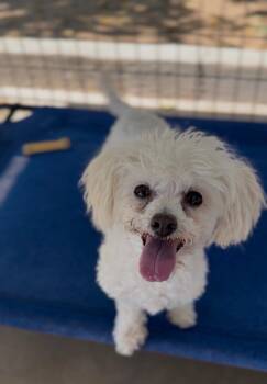 Clementine -  Poodle Dog for Adoption in Littlerock, California - Clementine | PetCurious
