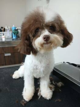 Lily -  Poodle Dog for Adoption in VERNON ROCKVL, Connecticut - Lily | PetCurious