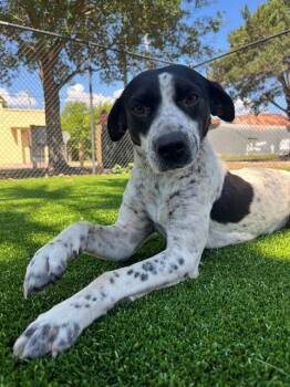 Mixed Breed Dogs Available for Adoption in Jacksonville, Florida - FUNNEL CAKE | PetCurious