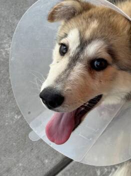 Wilburt -  Husky and Shepherd Dog for Adoption in Fort Lupton, Colorado - Wilburt | PetCurious