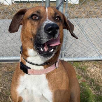 Labrador Retriever Dogs Available for Adoption - Bruno Mars | PetCurious